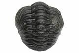 Wide, Enrolled Morocops Trilobite - Morocco #224113-2